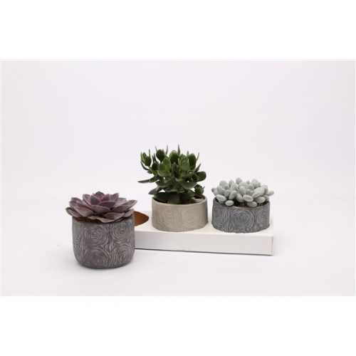 Succulenten mix 1002000