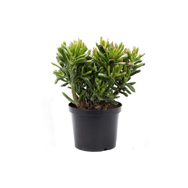 Crassula ovata gollum gollum23