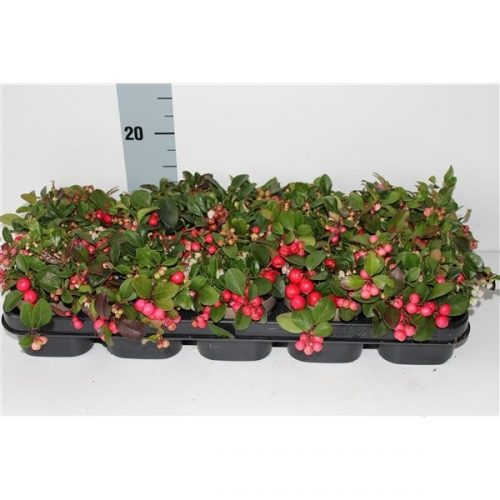 Gaultheria procumbens big berry