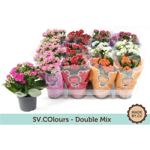 Kalanchoe rosalina mix