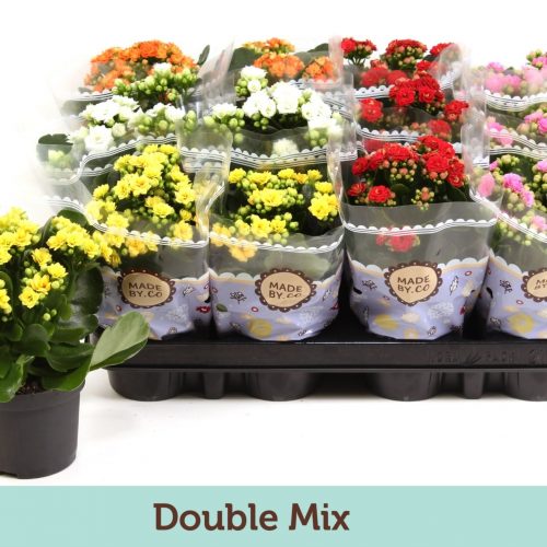 Kalanchoe rosalina mix