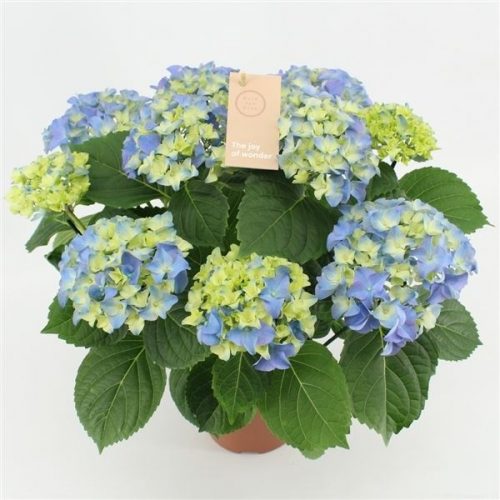 Hydrangea macr. early blue