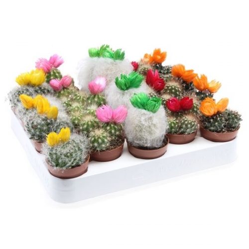 Cactus mix strobloem cd5001