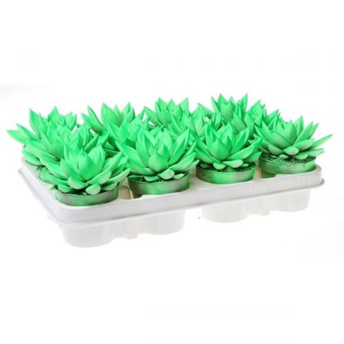 Echeveria miranda rainbow neon green
