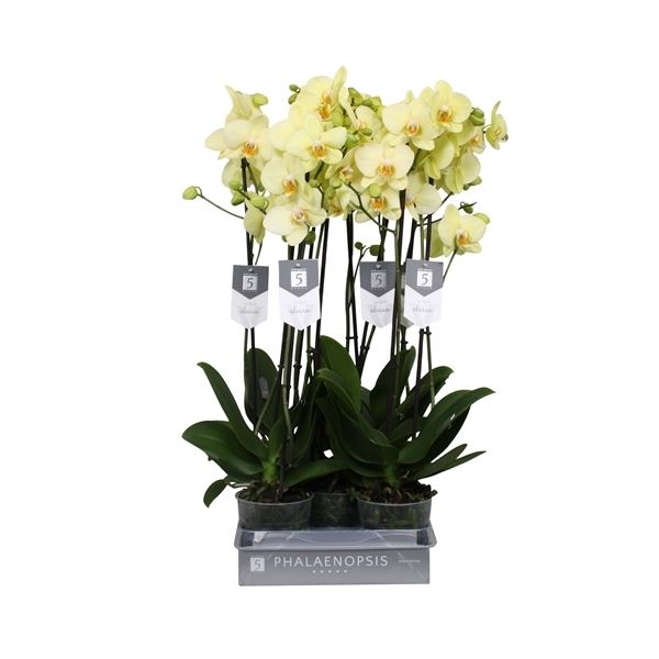 Phalaenopsis alassio 1 Phalaenopsis alassio
