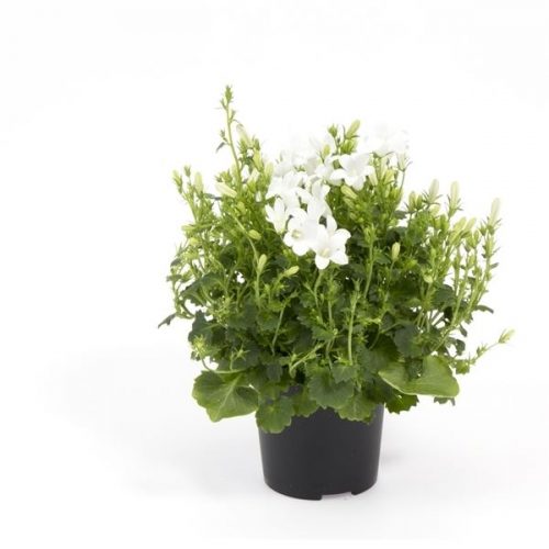Campanula port. whiteone