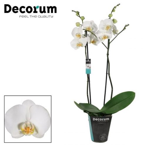 Phalaenopsis wit