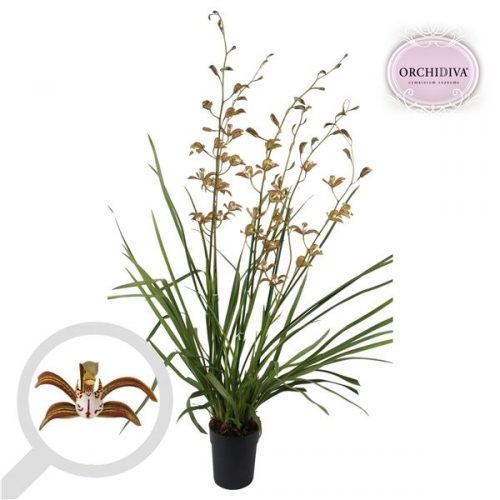 Cymbidium erythreaum