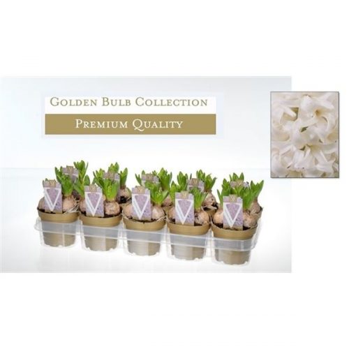 Hyacinthus orientalis white pearl