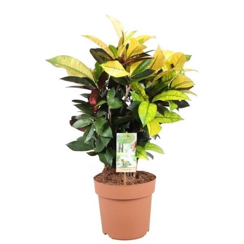 Codiaeum variegatum mrs iceton