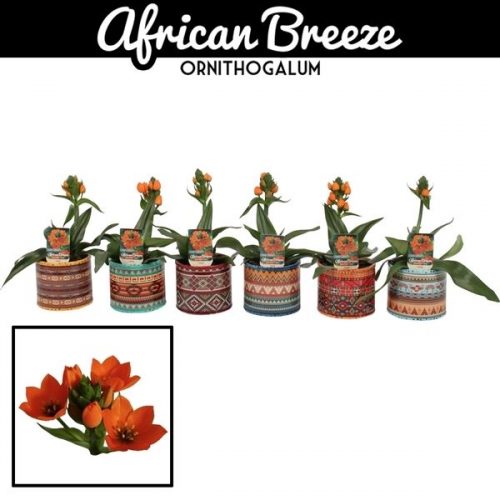 Ornit. dubium in ompot africa 12 cm