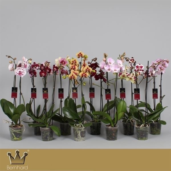 Phalaenopsis mix taiwan royal collection