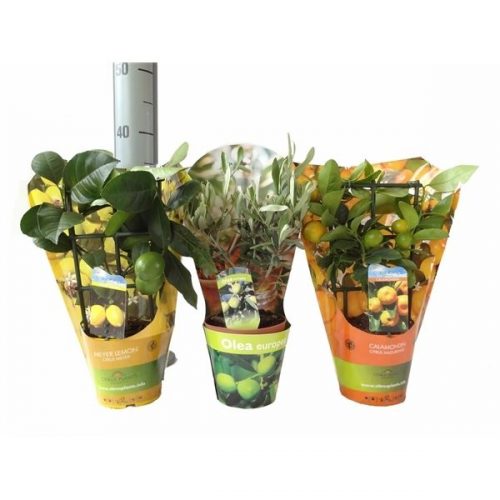 Citrofortunella x microcarpa algarve mix