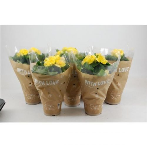 Begonia elatior hl. blitz