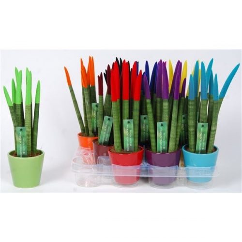 Sansevieria cylindrica spaghetti velvet svt11mk01