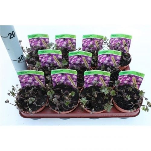 Anemone blanda charmer