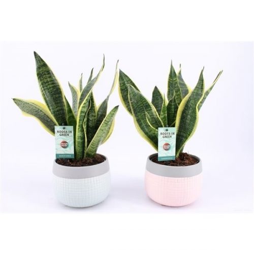 Sansevieria trifasciata futura superba