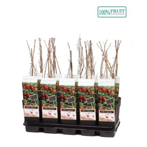 Ribes uva-crispa captivator