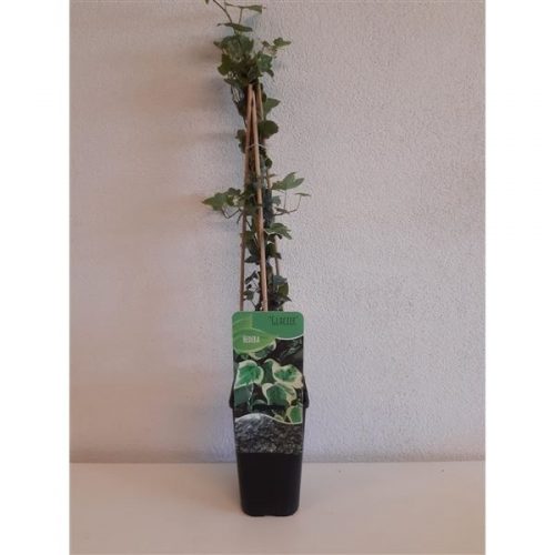 Hedera helix glacier