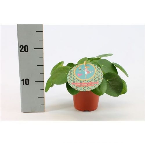 Pilea peperomioides