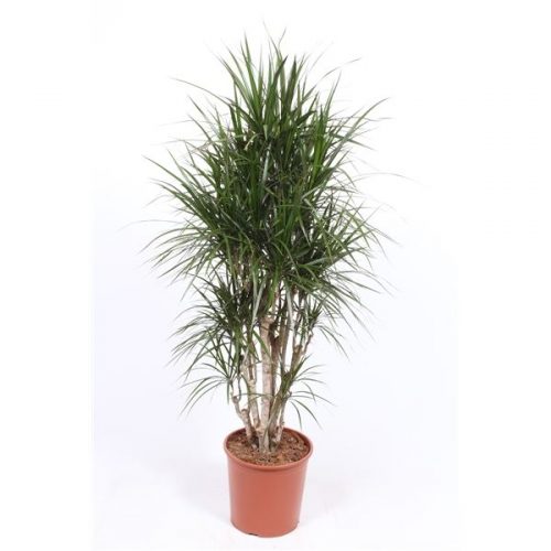 Dracaena marginata