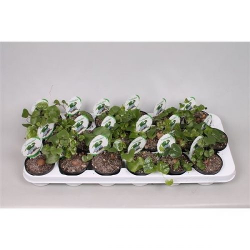 Dioscorea elephantipes