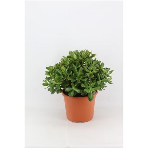 Crassula sunset