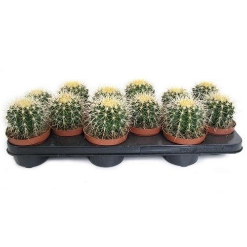 Echinocactus grusonii gr505