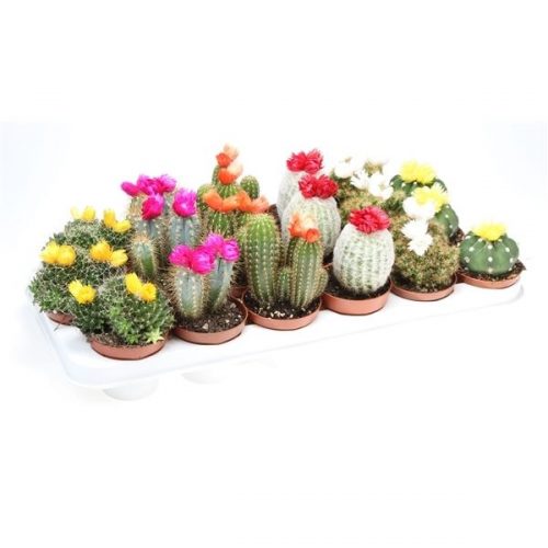 Cactus strobloem mix cd8003