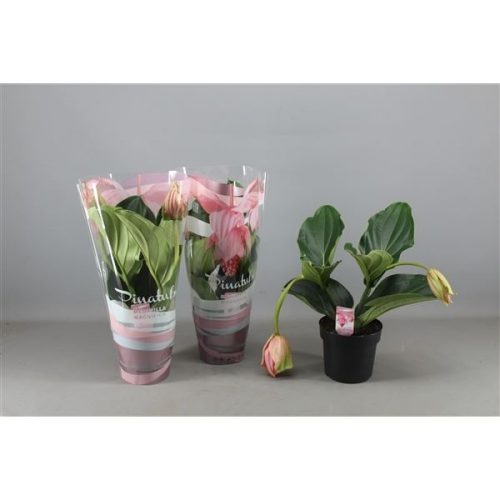 Medinilla magnifica pinatubo