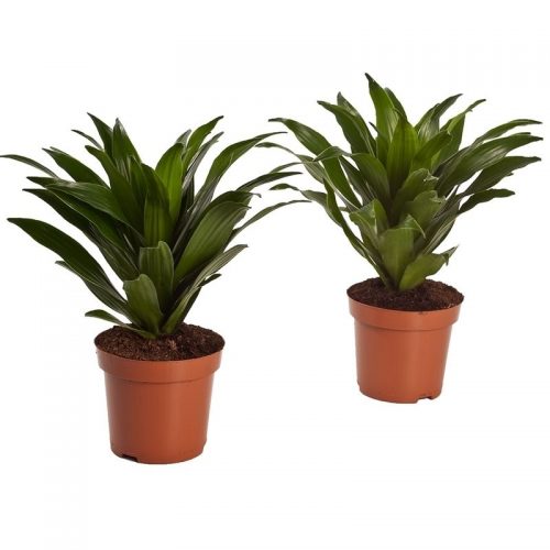 Dracaena fragr. compacta kopstek