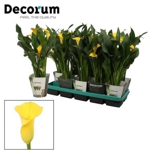 Zantedeschia summer sun	 met potcover	-	6	-	Adet