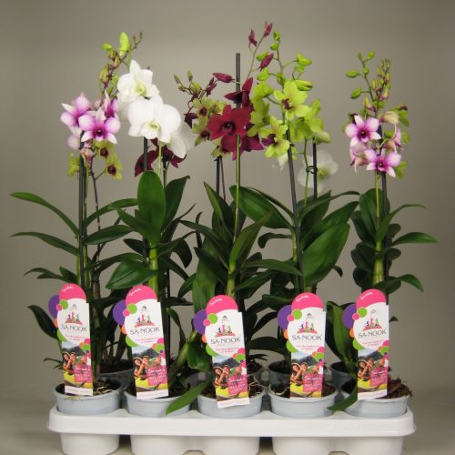 Dendrobium sa-nook mix