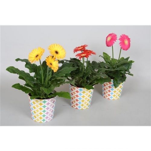 Gerbera colourgame mix