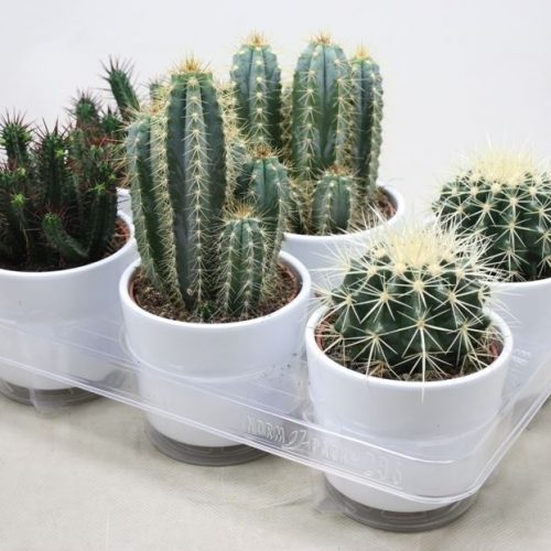 Cactus mix 01040000