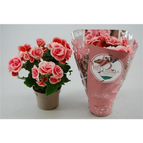 Begonia elatior du. borias