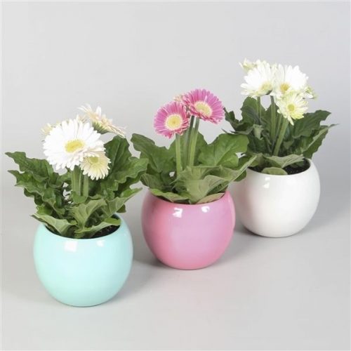 Gerbera colourgame mix