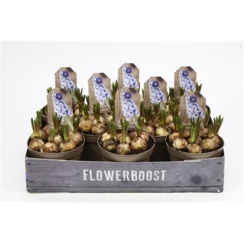 Muscari armeniacum blauw