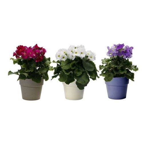 Primula obconica touch me mix 7150