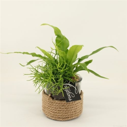 Grcr-2031 green creations	-	6	-	Adet