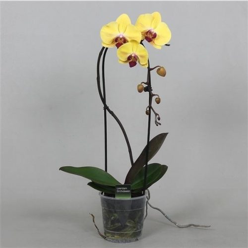 Phalaenopsis cascade goldion