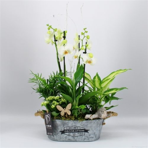 Phal-2039w phalaenopsis creatie	-	2	-	Adet