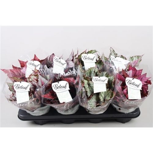 Begonia blad beleaf mix