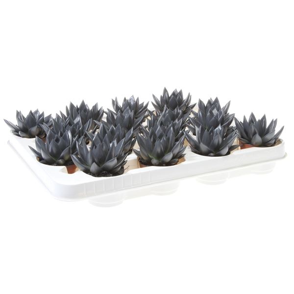 Echeveria miranda rainbow anthracite 1 Echeveria miranda rainbow anthracite