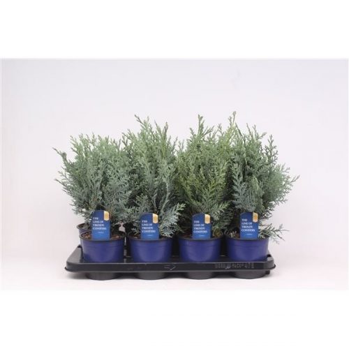 Chamaecyparis pelts bl