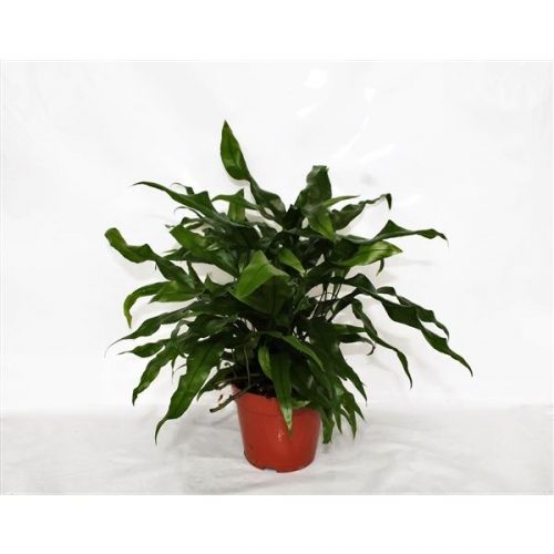 Microsorum diversifolium