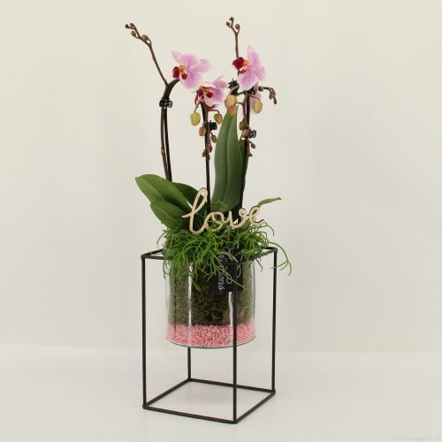 Phalrm-2021rz romantic phalaenopsis	-	3	-	Adet