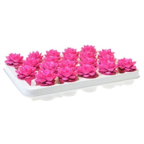 Echeveria rainbow purper neon pink