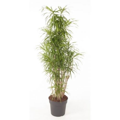 Dracaena reflexa anita