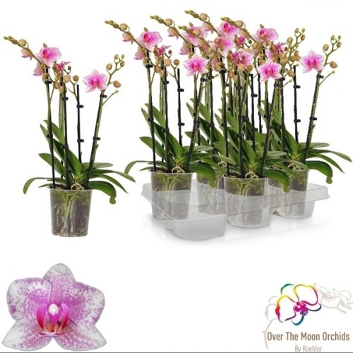 Phalaenopsis multiflora rotterdam